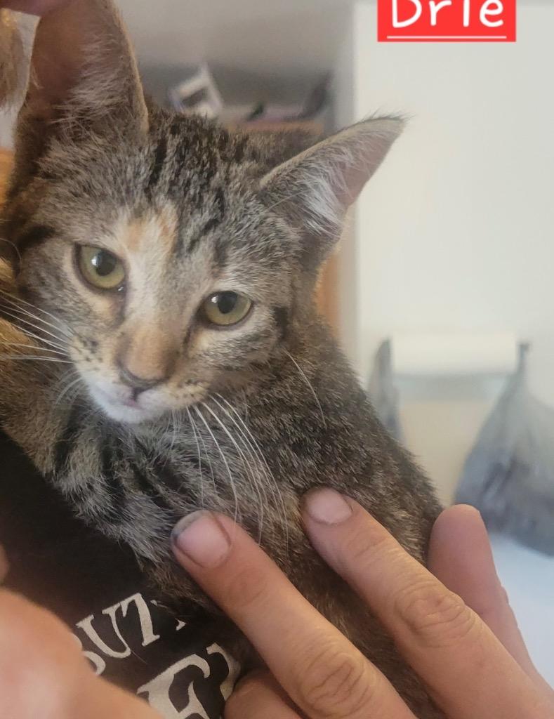 Brie, Adoptable, Young Female Domestic Short Hair.