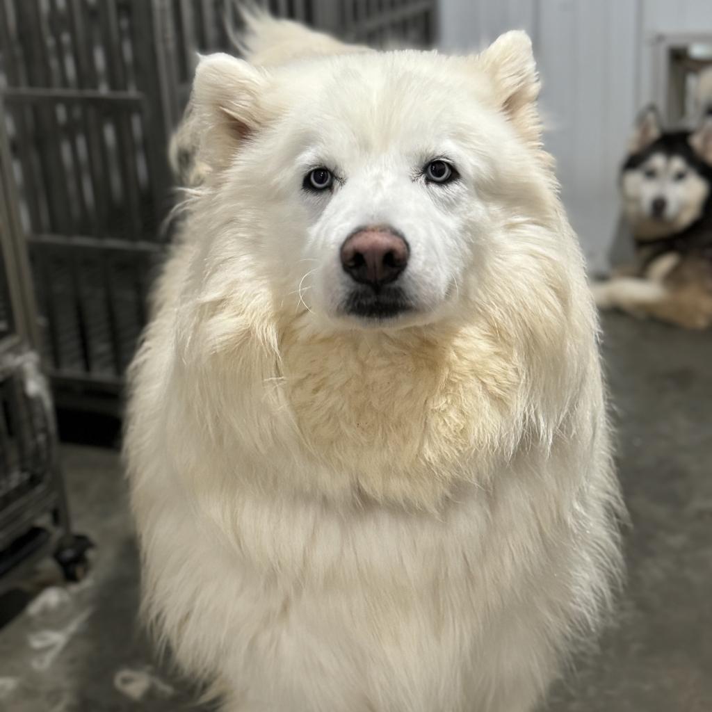 Enlarge Forney, a Adoptable Husky in Eufaula, OK image 2/2