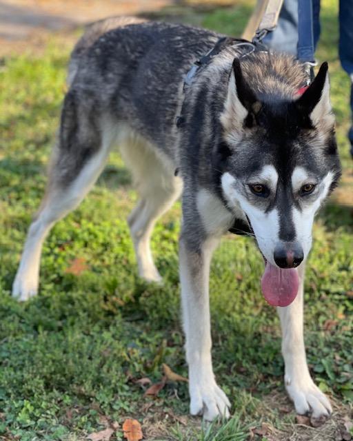 Enlarge Iggy, a Adoptable Husky in Salem, OH image 6/6