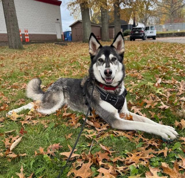 Iggy, Adoptable, Adult Female Husky.
