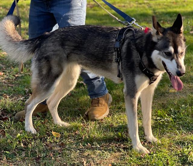 Enlarge Iggy, a Adoptable Husky in Salem, OH image 4/6