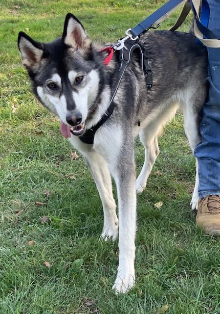 Enlarge Iggy, a Adoptable Husky in Salem, OH image 3/6