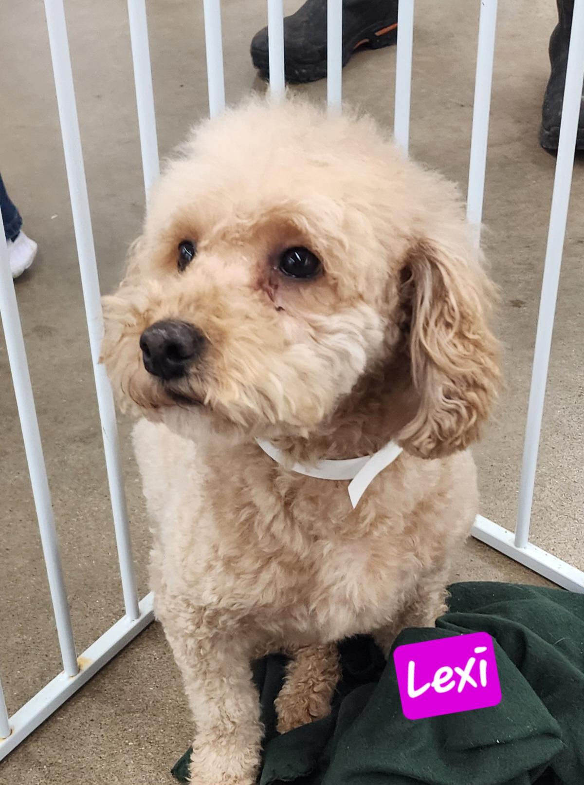 Lexie thumbnail 3