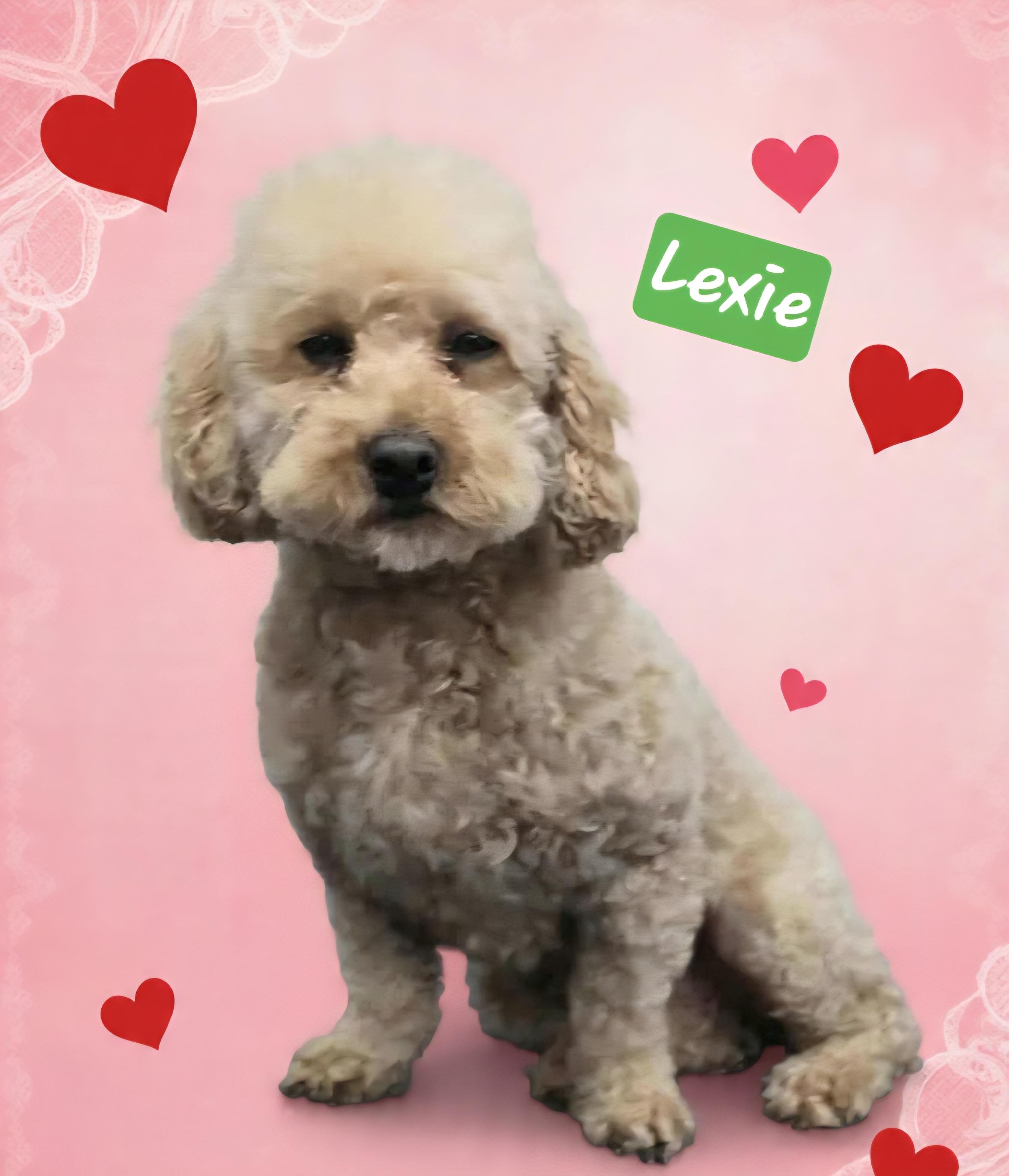 Lexie, Adoptable, Adult Female Miniature Poodle.