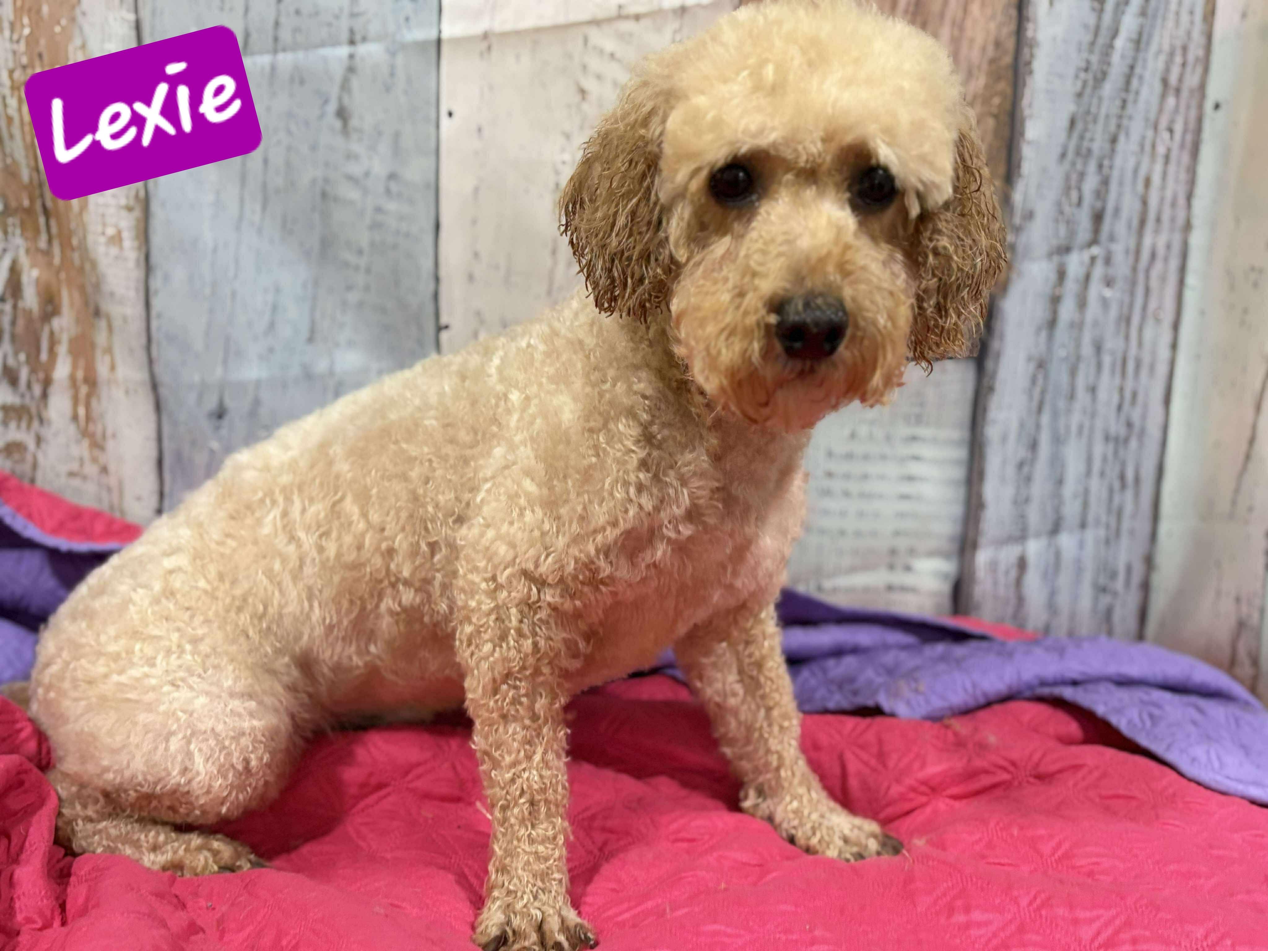 Lexie thumbnail 7
