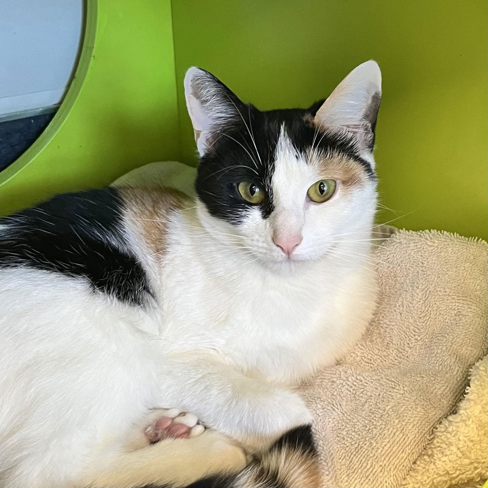 Cali, Adopted, Young Female Domestic Short Hair.