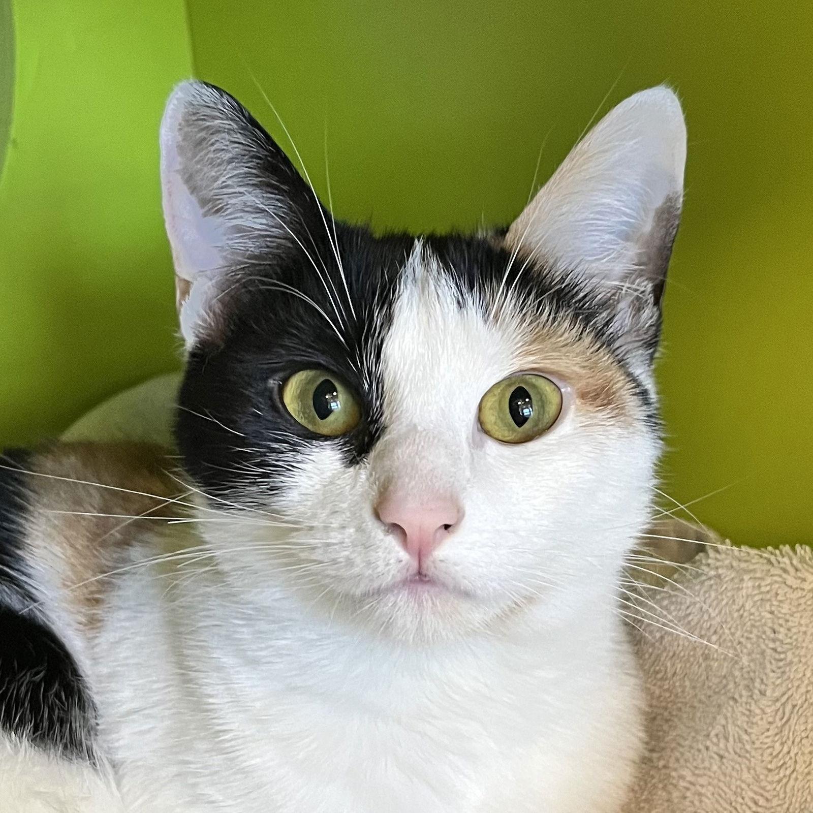 Enlarge Cali, a Adopted Domestic Short Hair in Burlingame, CA image 2/2