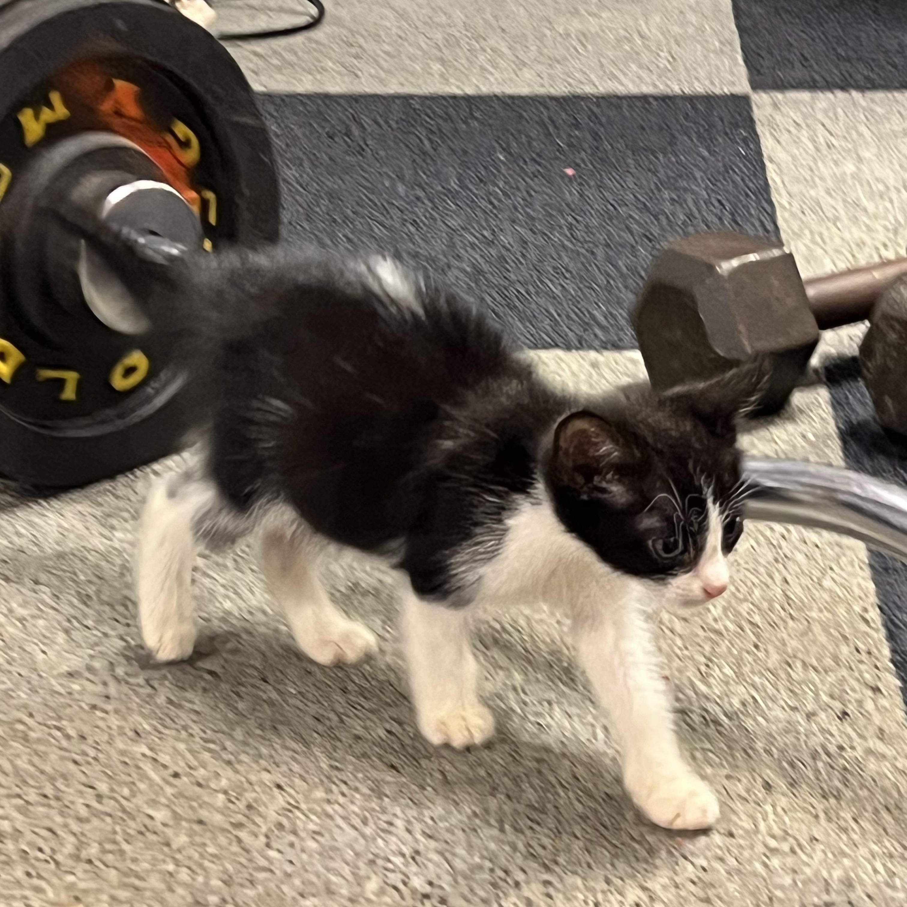 Enlarge Banjo, a Adoptable Domestic Short Hair in Rock Spring, GA image 5/5