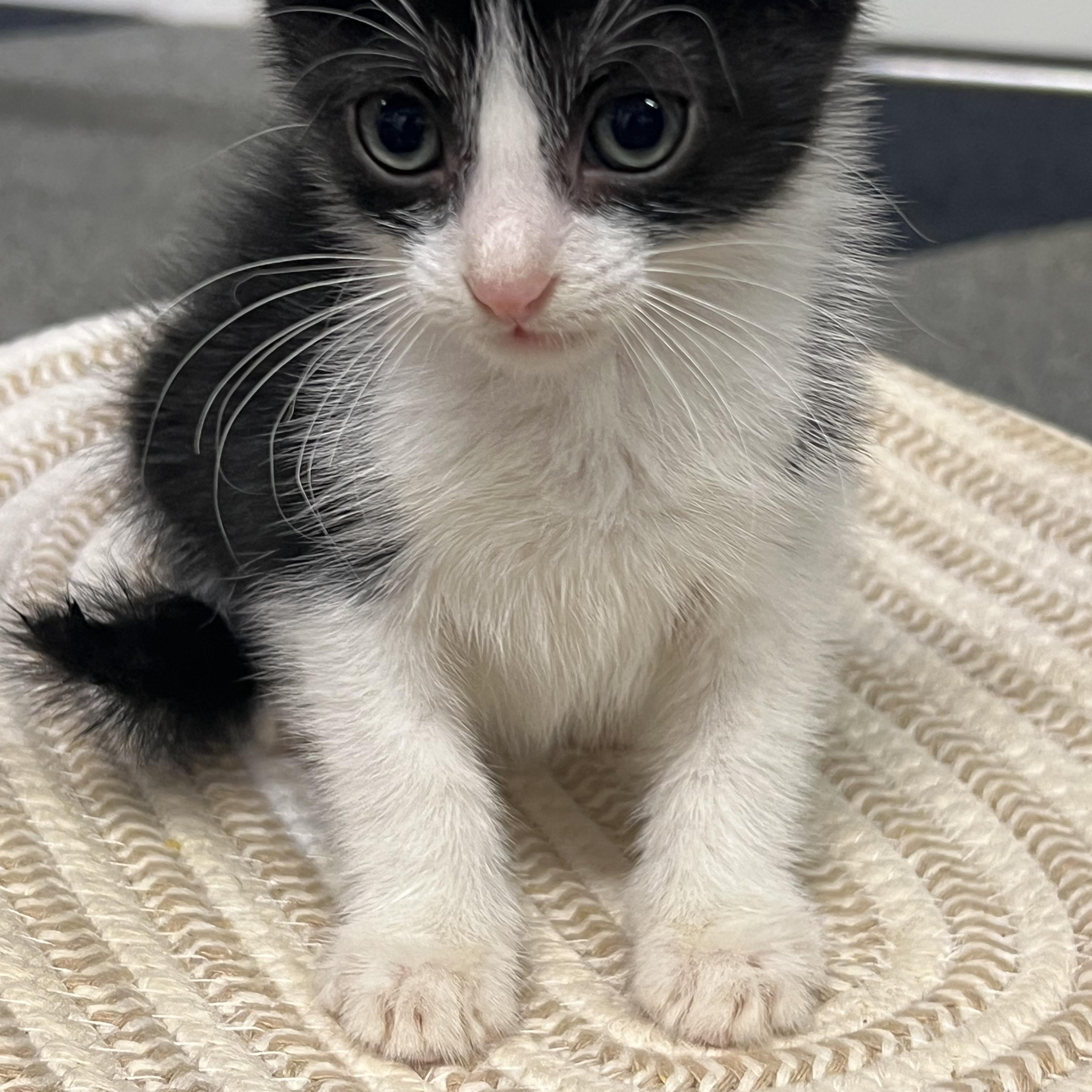 Enlarge Banjo, a Adoptable Domestic Short Hair in Rock Spring, GA image 4/5