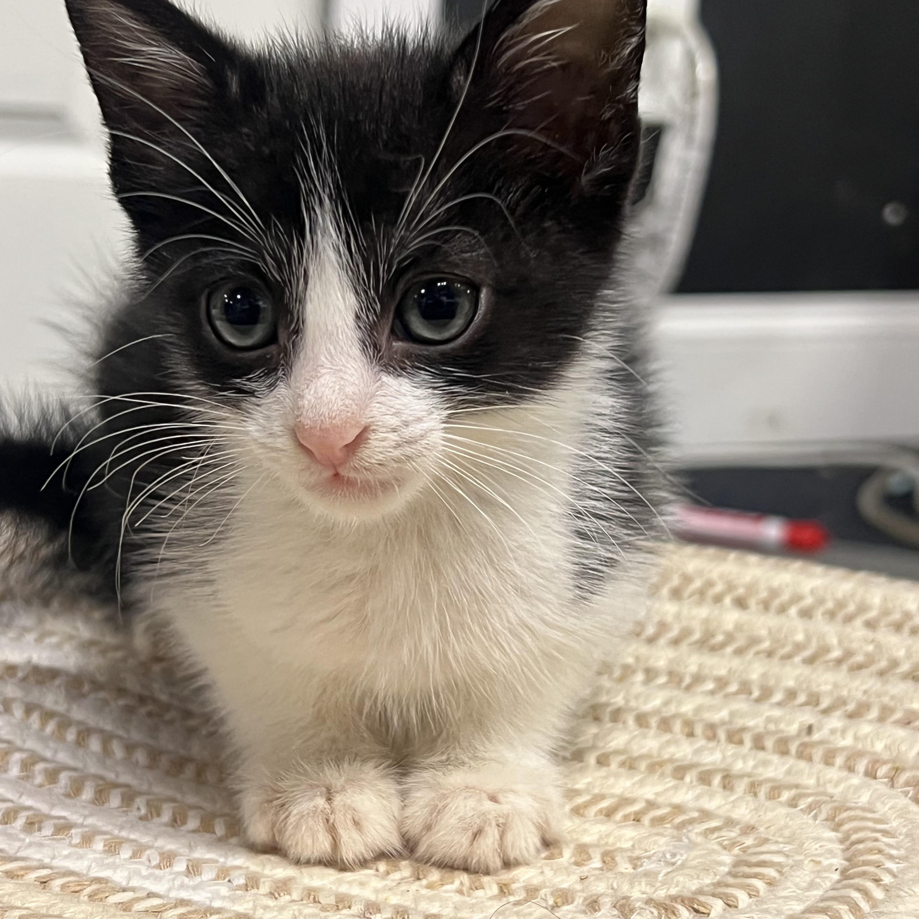 Banjo, Adoptable, Kitten Male Domestic Short Hair.