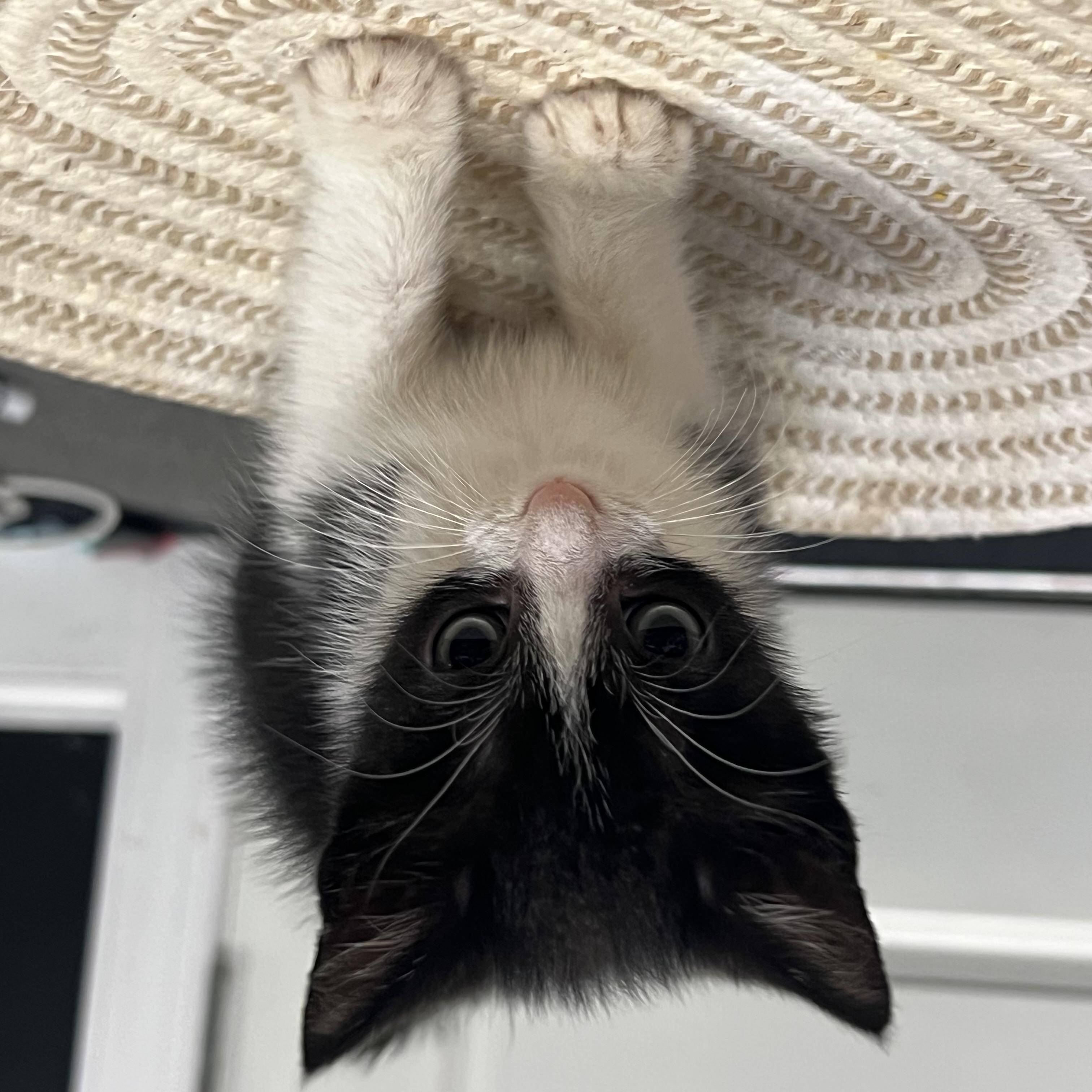 Enlarge Banjo, a Adoptable Domestic Short Hair in Rock Spring, GA image 3/5