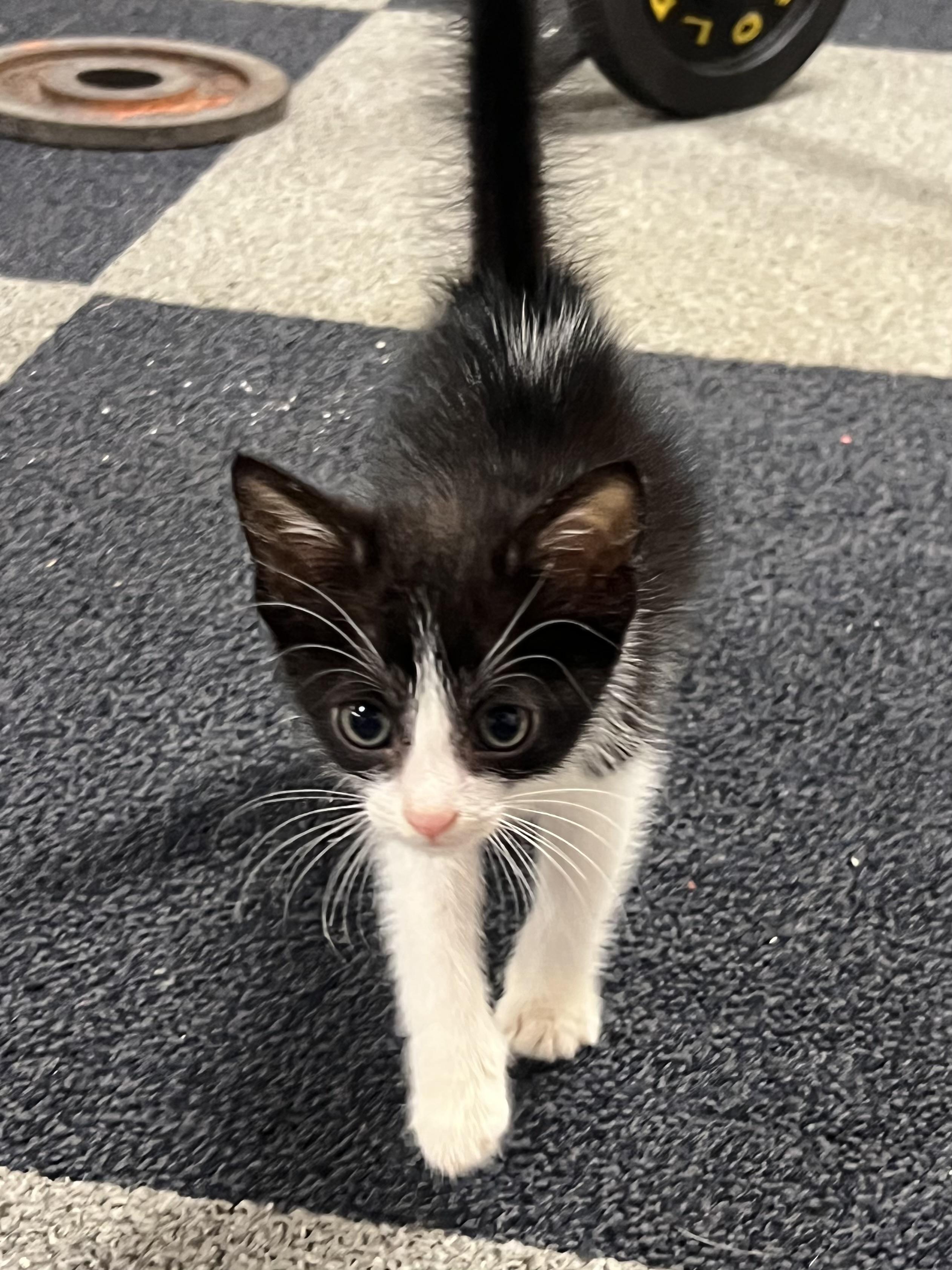 Enlarge Banjo, a Adoptable Domestic Short Hair in Rock Spring, GA image 2/5