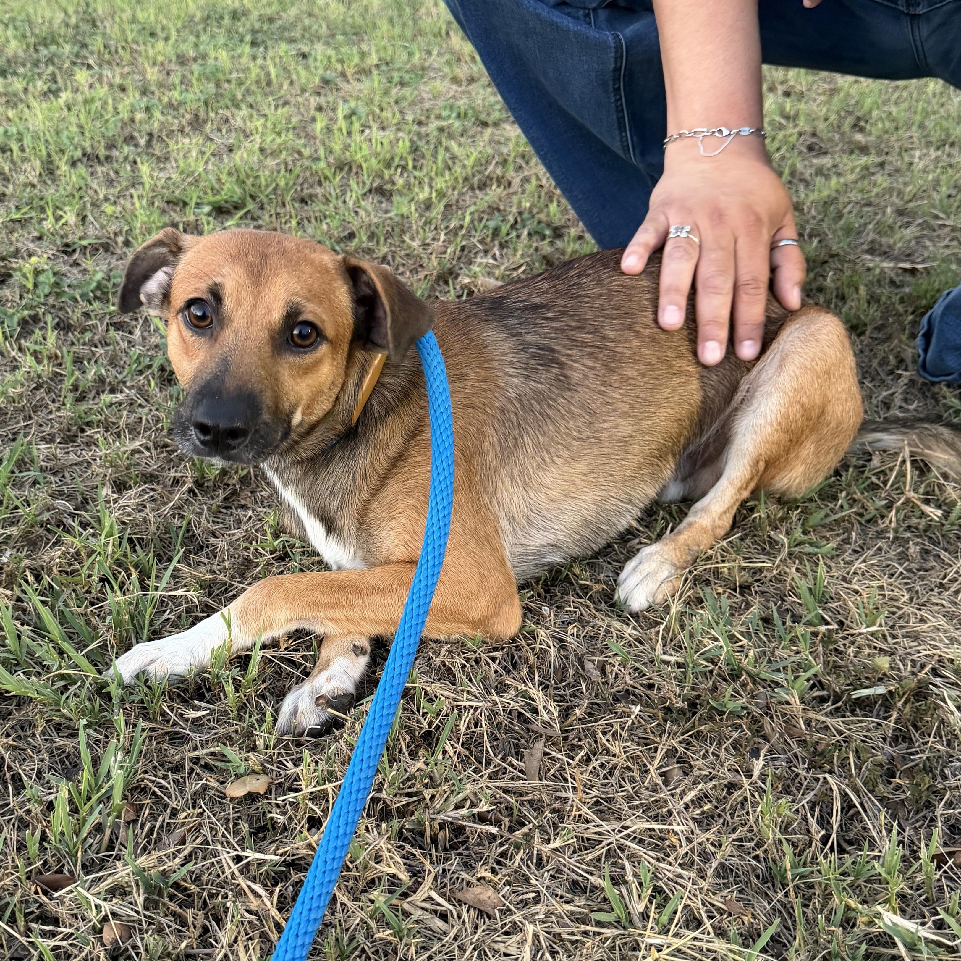 Enlarge Bentley, a Adoptable mixed breed in Scarsdale, NY image 2/2