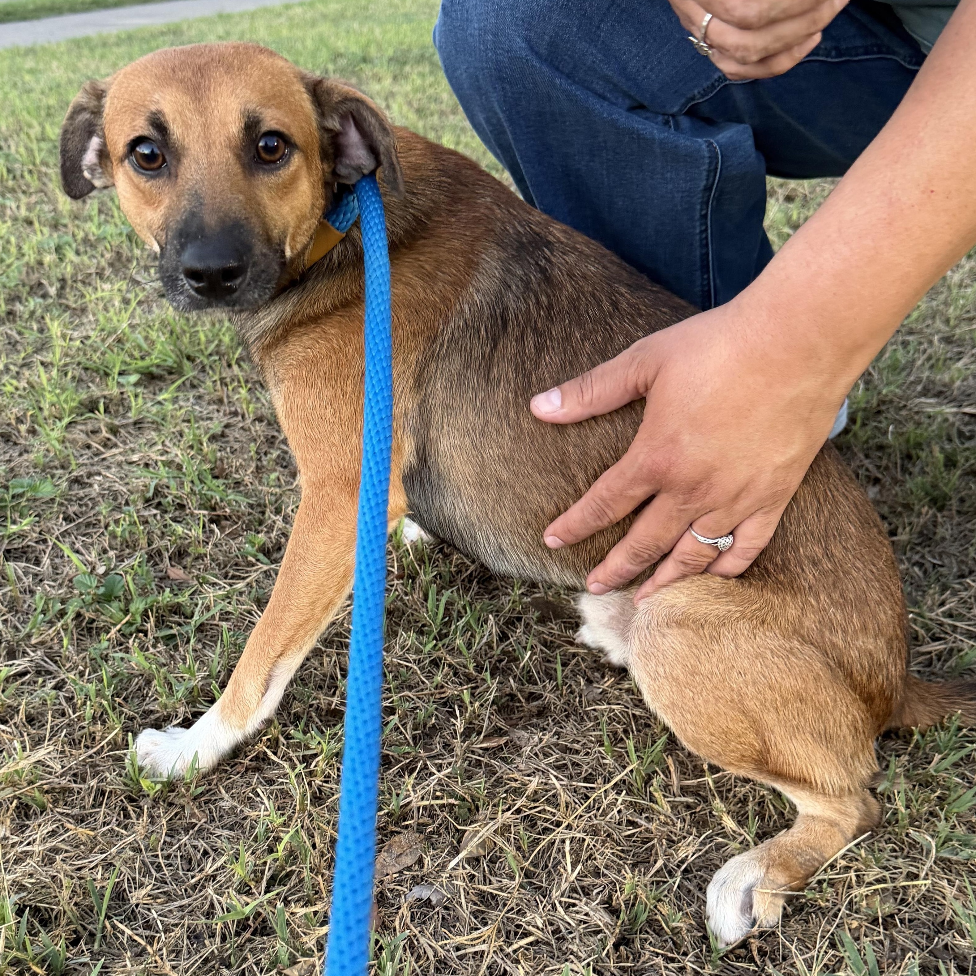 Bentley, Adoptable, Young Male Black Mouth Cur & Rat Terrier.