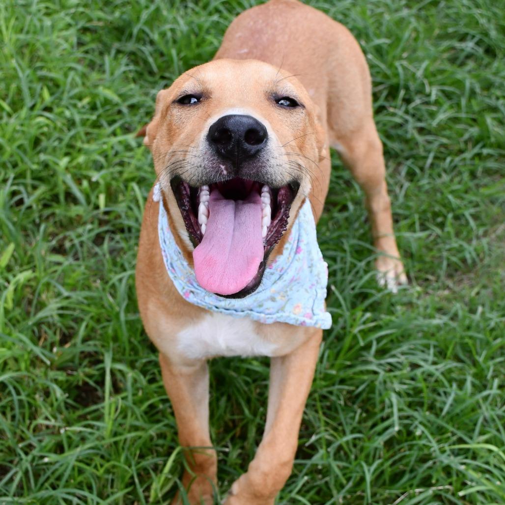 Island, a Adoptable Labrador Retriever in Beaumont, TX image 1/6