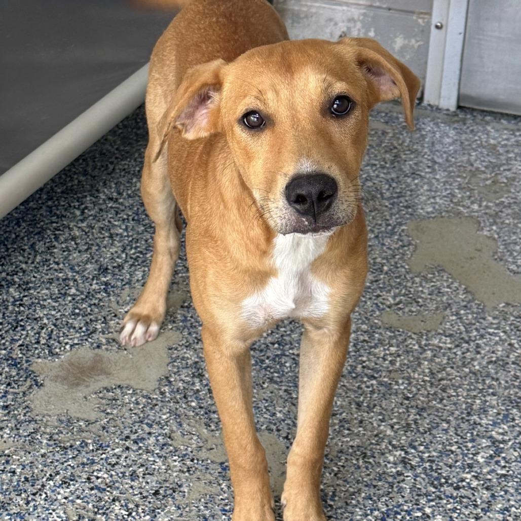 Island, a Adoptable Labrador Retriever in Beaumont, TX image 2/6