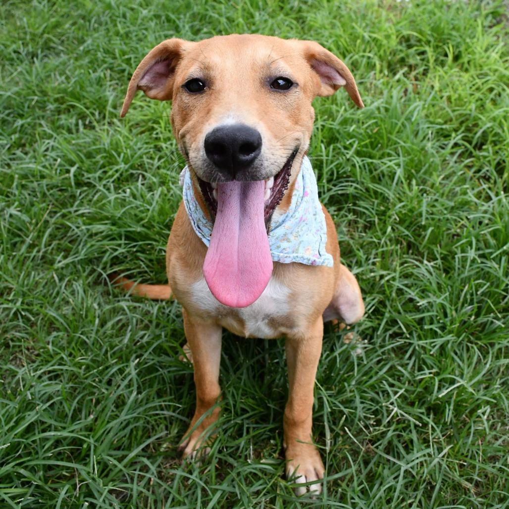 Island, a Adoptable Labrador Retriever in Beaumont, TX image 3/6