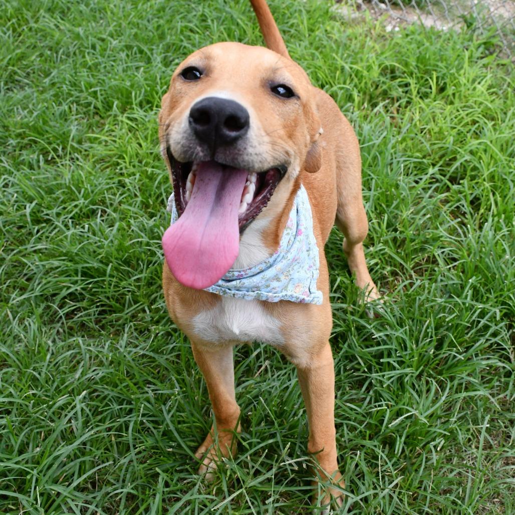Island, a Adoptable Labrador Retriever in Beaumont, TX image 4/6