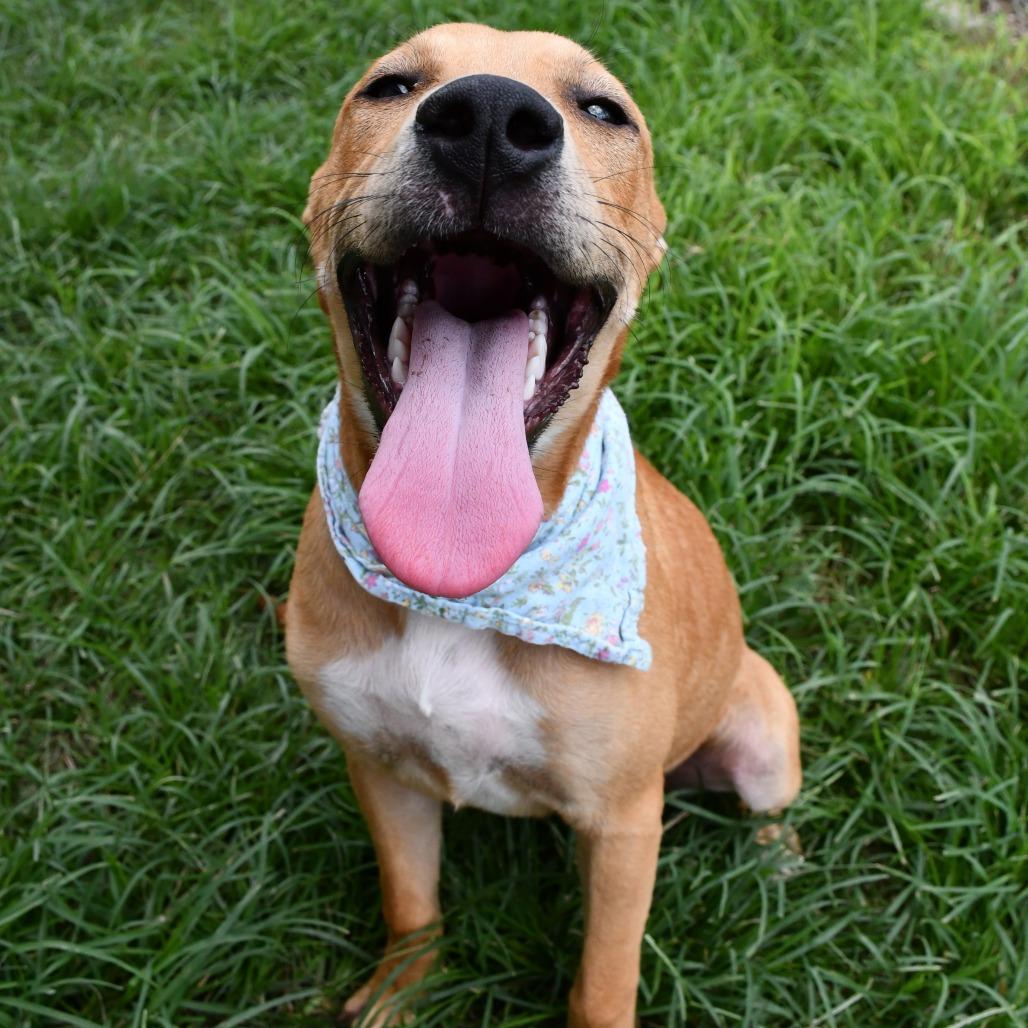 Island, a Adoptable Labrador Retriever in Beaumont, TX image 5/6