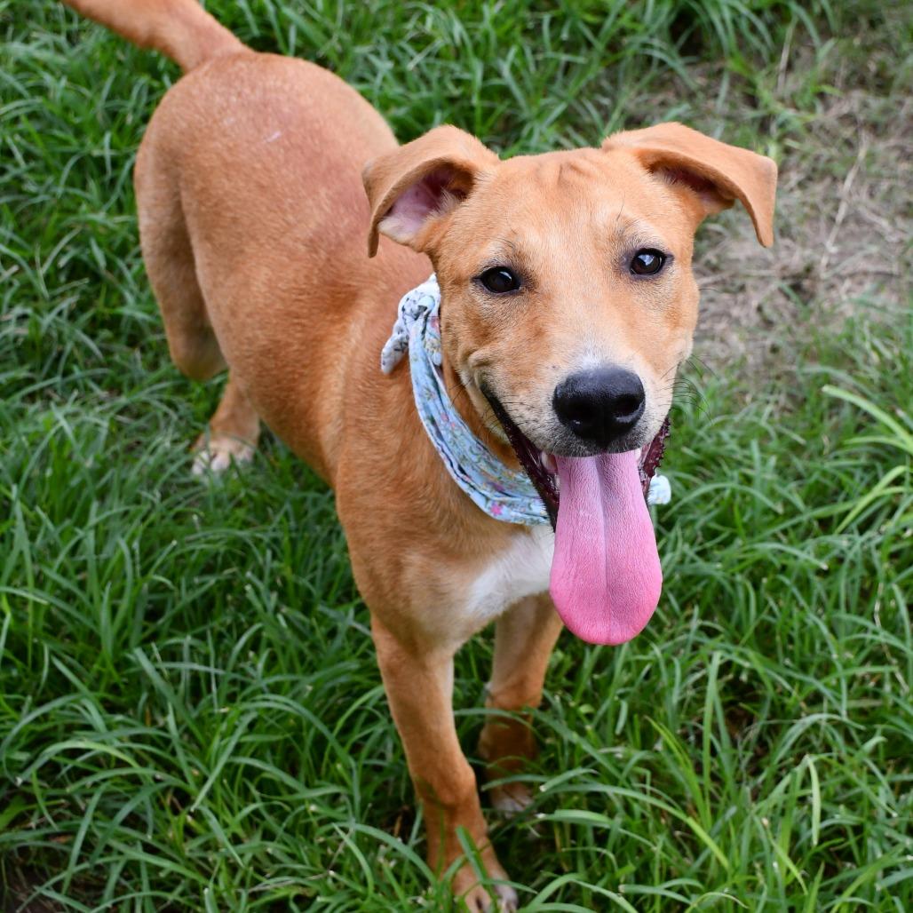 Island, a Adoptable Labrador Retriever in Beaumont, TX image 6/6