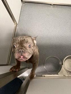 Enlarge PR 52 Missy, a Adoptable French Bulldog in Glen Allen, VA image 1/1