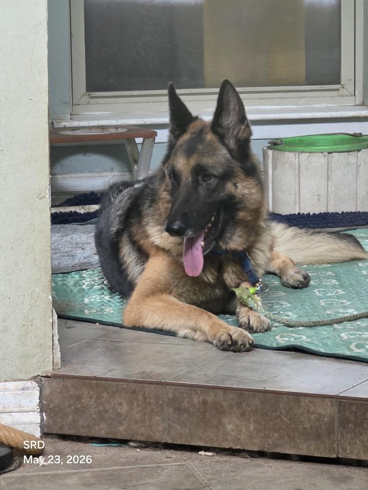 Enlarge Roxie, a Adoptable German Shepherd Dog in Houston, TX image 1/6