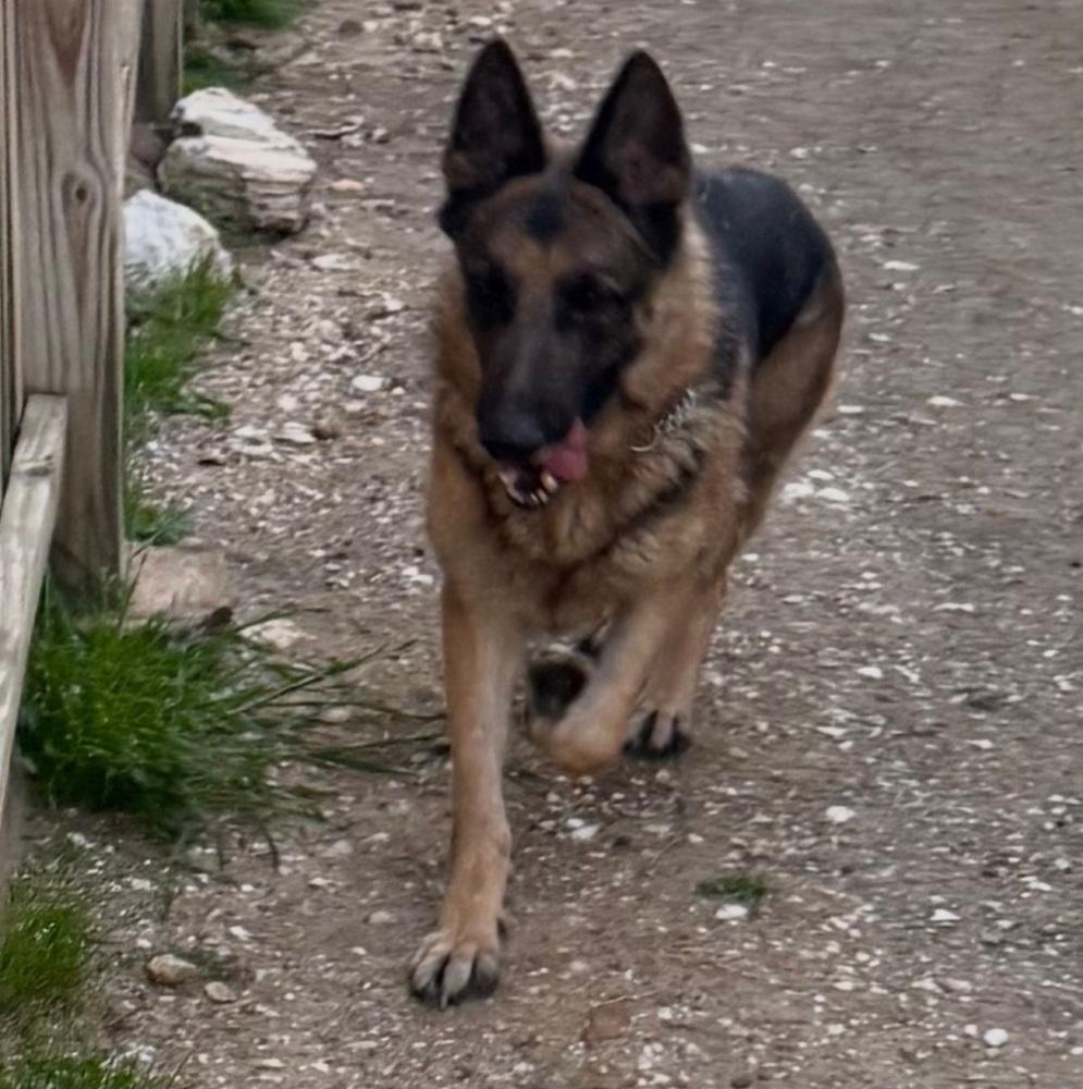 Enlarge Roxie, a Adoptable German Shepherd Dog in Houston, TX image 2/6