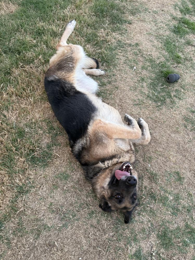 Enlarge Roxie, a Adoptable German Shepherd Dog in Houston, TX image 3/6