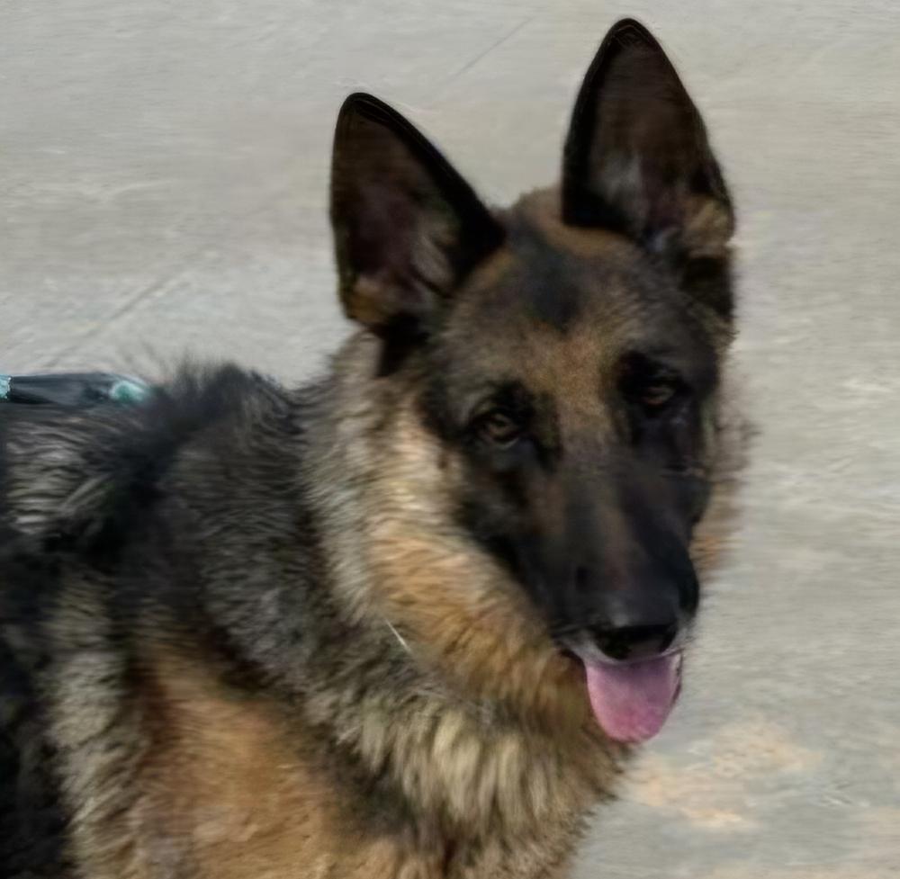 Enlarge Roxie, a Adoptable German Shepherd Dog in Houston, TX image 4/6