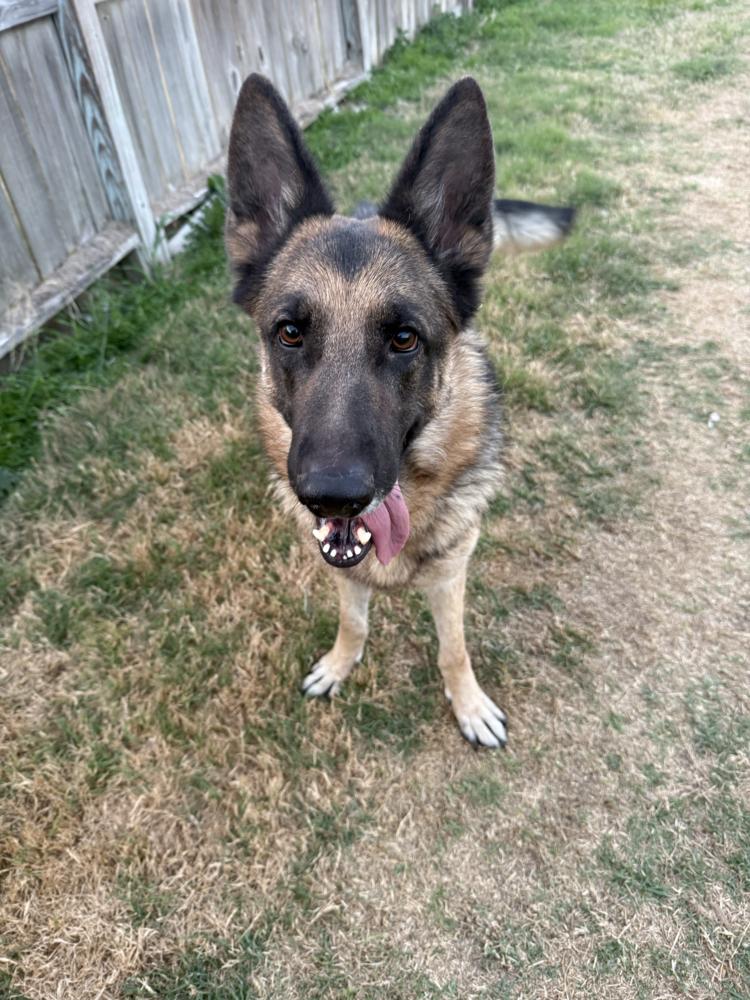 Enlarge Roxie, a Adoptable German Shepherd Dog in Houston, TX image 5/6