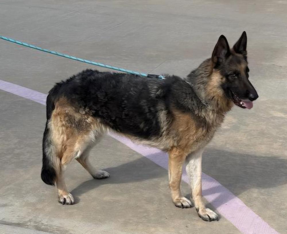 Enlarge Roxie, a Adoptable German Shepherd Dog in Houston, TX image 6/6