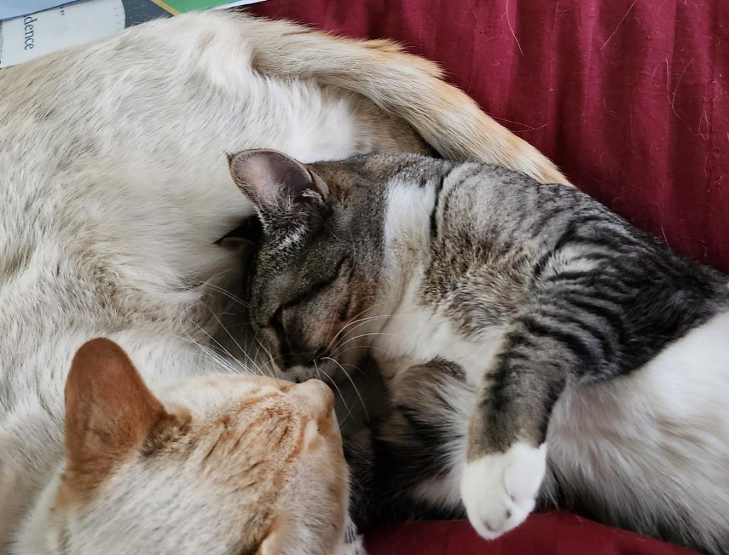 Enlarge Lynx (Lillygirl), a Adoptable mixed breed in Palmer, AK image 1/4