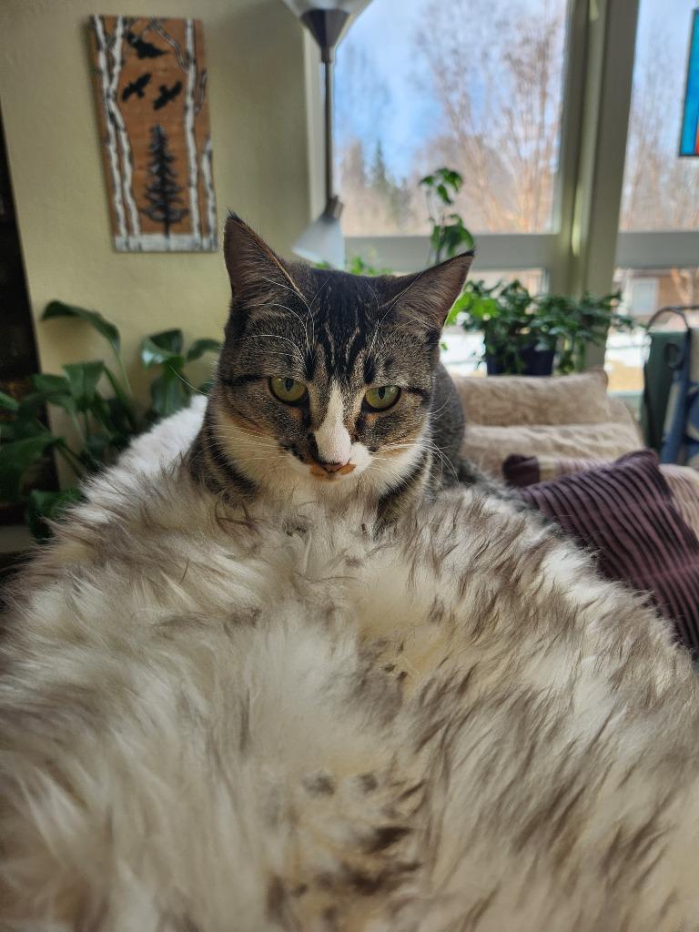 Enlarge Lynx (Lillygirl), a Adoptable mixed breed in Palmer, AK image 2/4