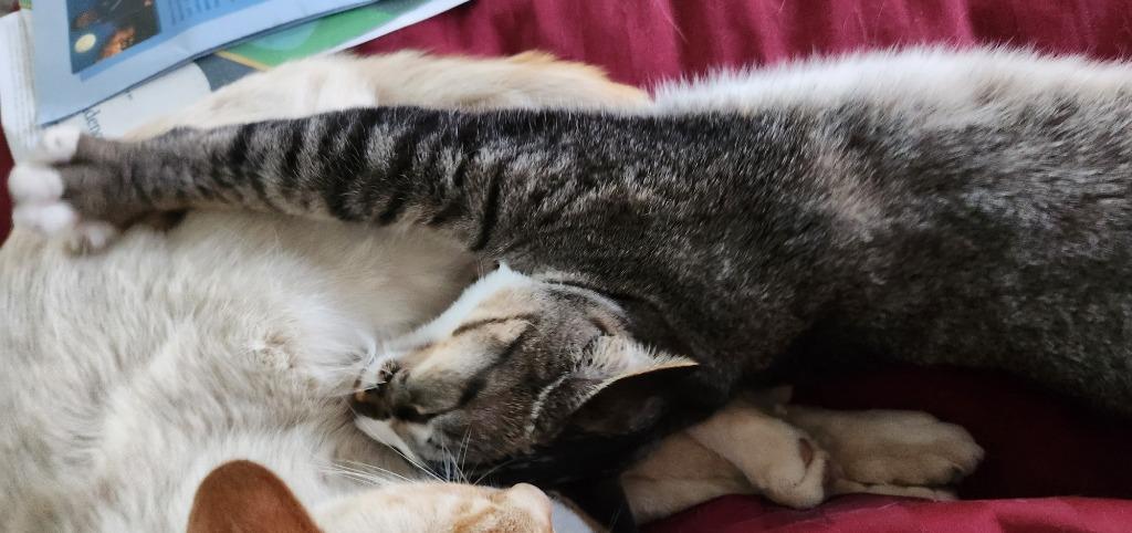 Enlarge Lynx (Lillygirl), a Adoptable mixed breed in Palmer, AK image 4/4