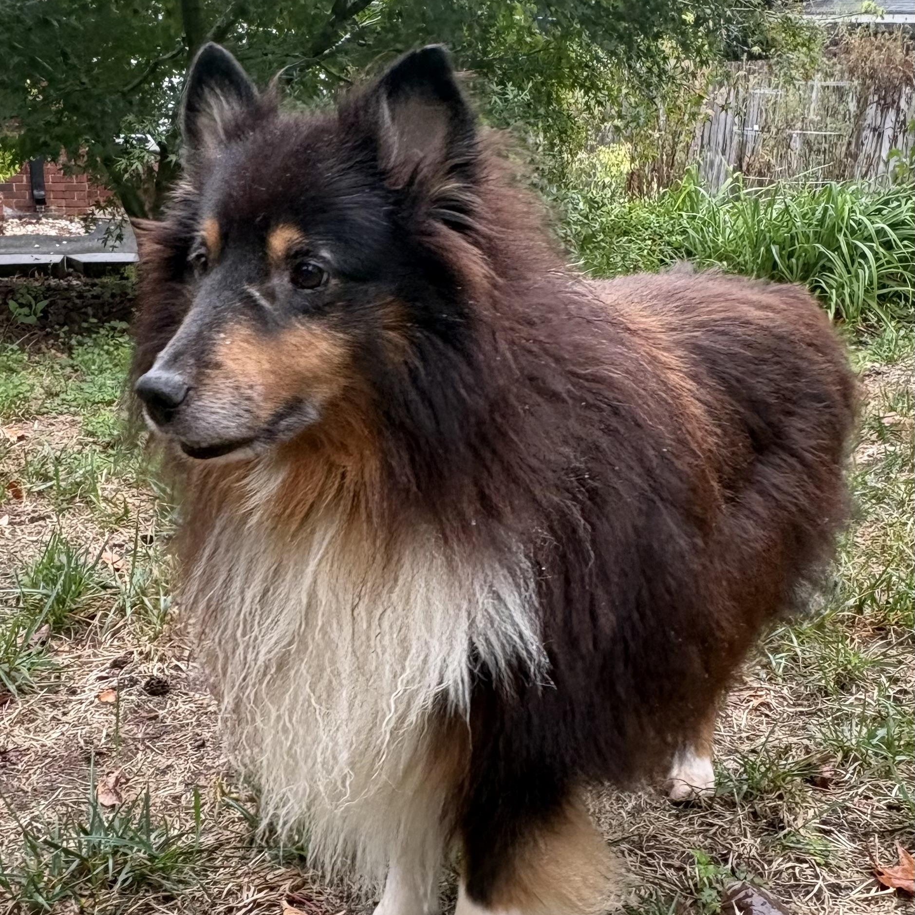 Enlarge Tonic, a Adoptable Shetland Sheepdog / Sheltie in Charlotte, NC image 3/4