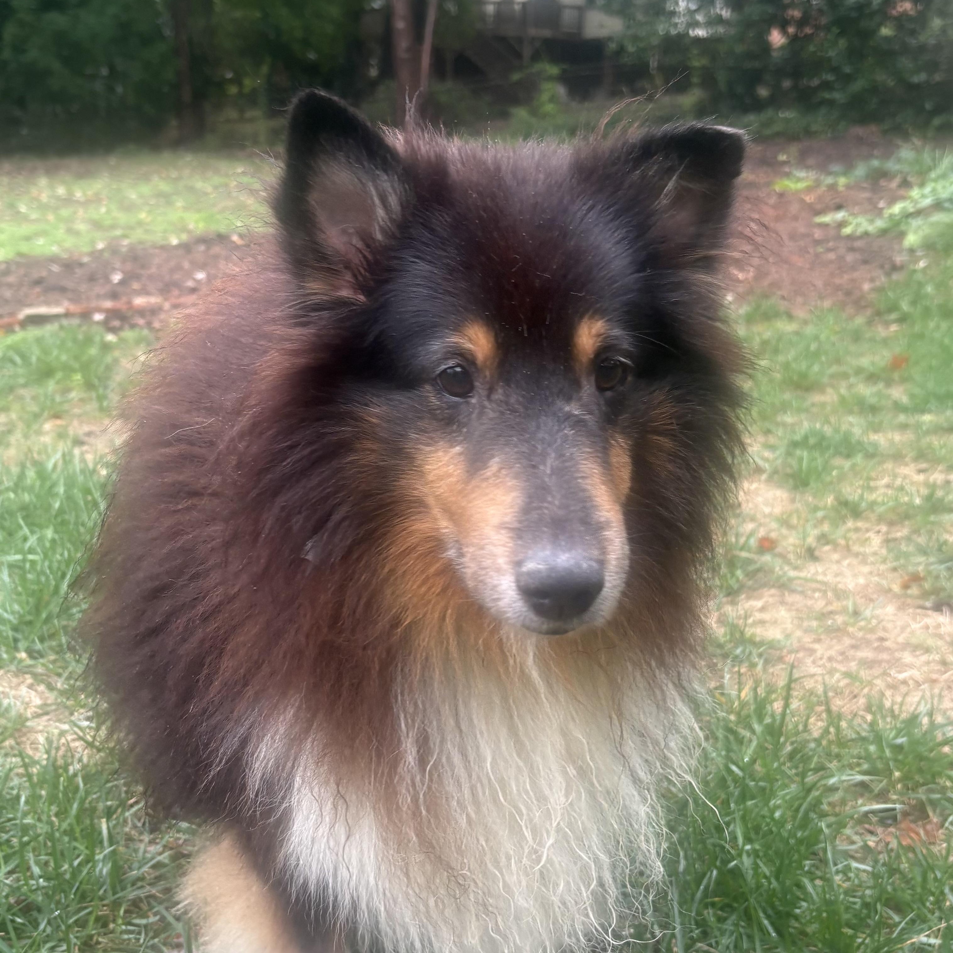 Enlarge Tonic, a Adoptable Shetland Sheepdog / Sheltie in Charlotte, NC image 2/4
