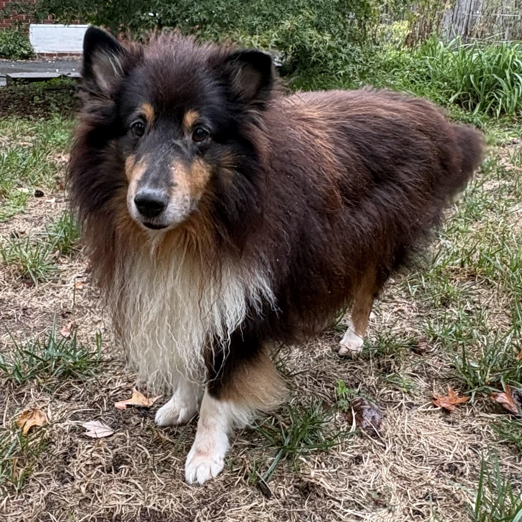 Enlarge Tonic, a Adoptable Shetland Sheepdog / Sheltie in Charlotte, NC image 4/4
