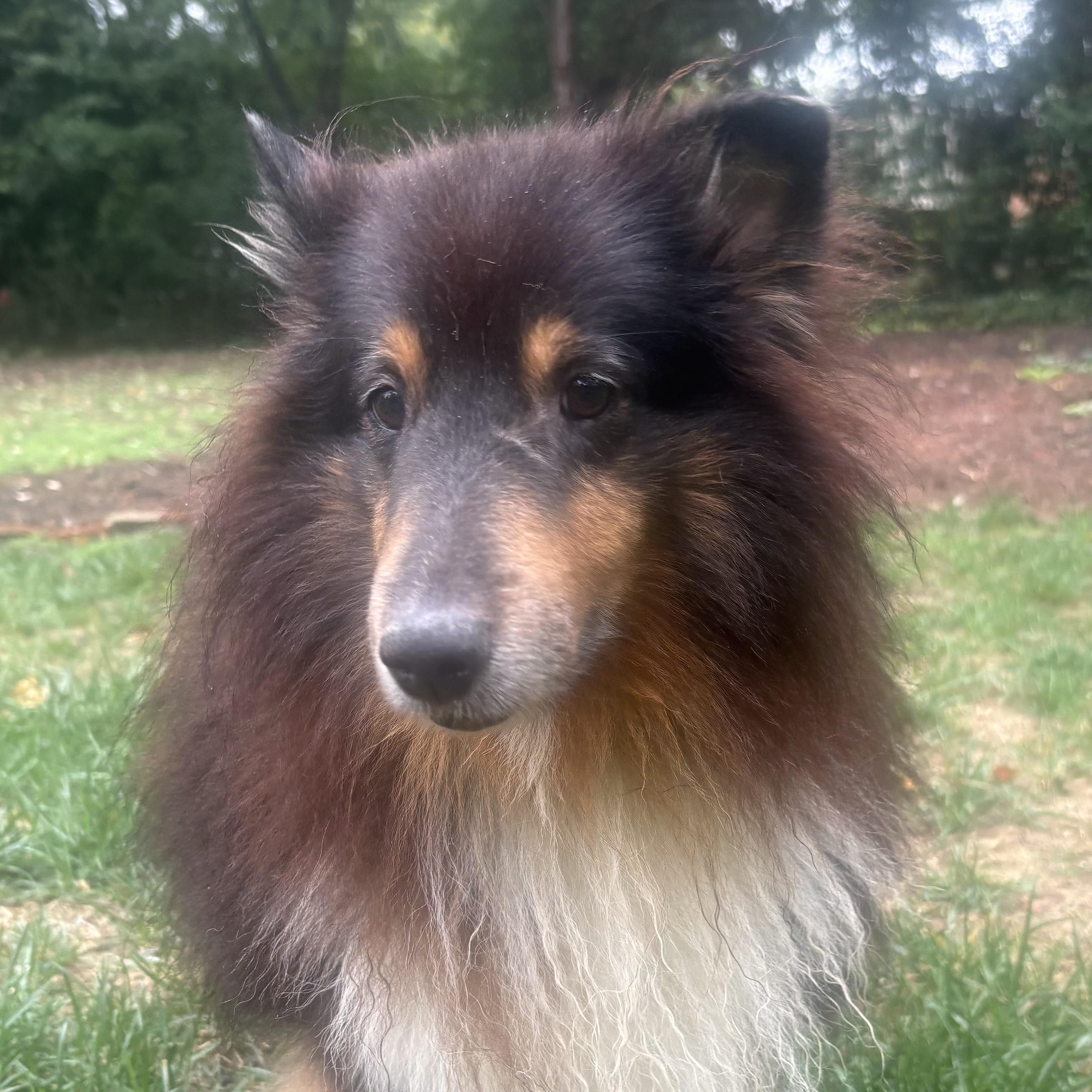 Tonic, Adoptable, Adult Male Shetland Sheepdog / Sheltie.