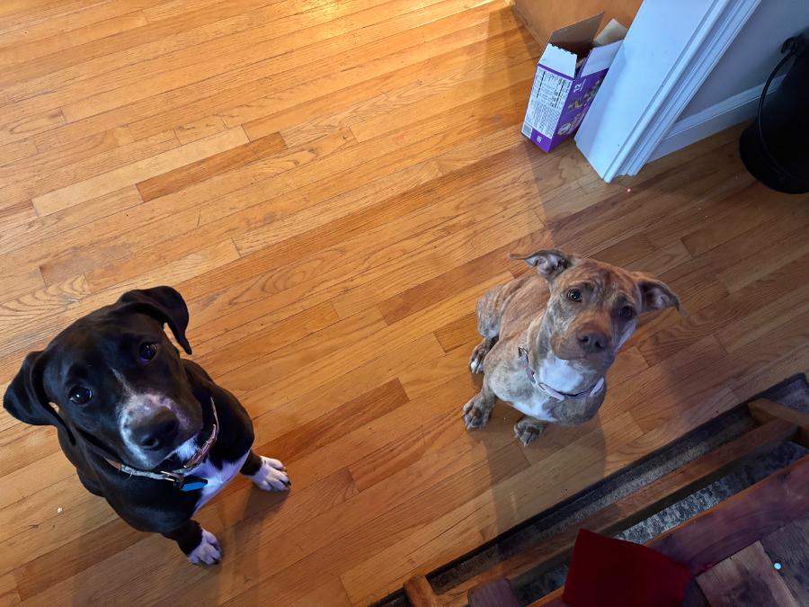 Enlarge Cinnamon, a Adopted mixed breed in Wells, VT image 2/6