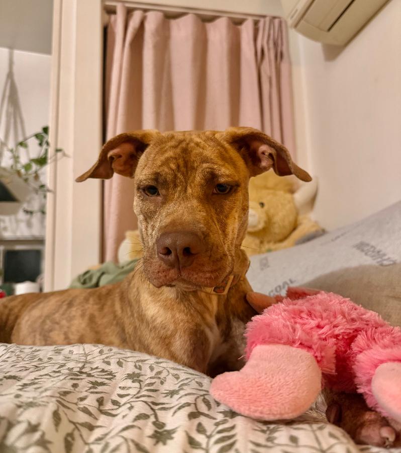 Enlarge Cinnamon, a Adopted mixed breed in Wells, VT image 3/6