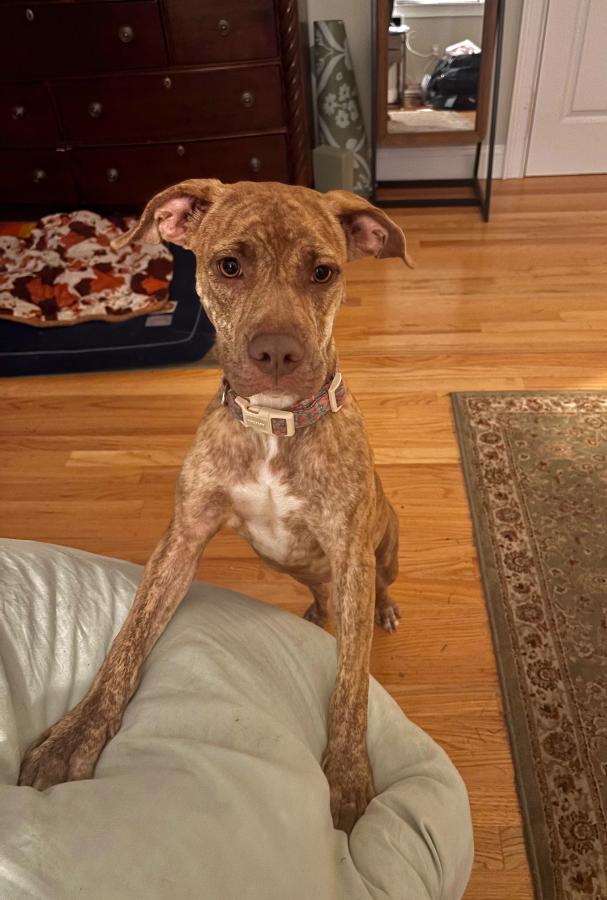 Enlarge Cinnamon, a Adopted mixed breed in Wells, VT image 5/6