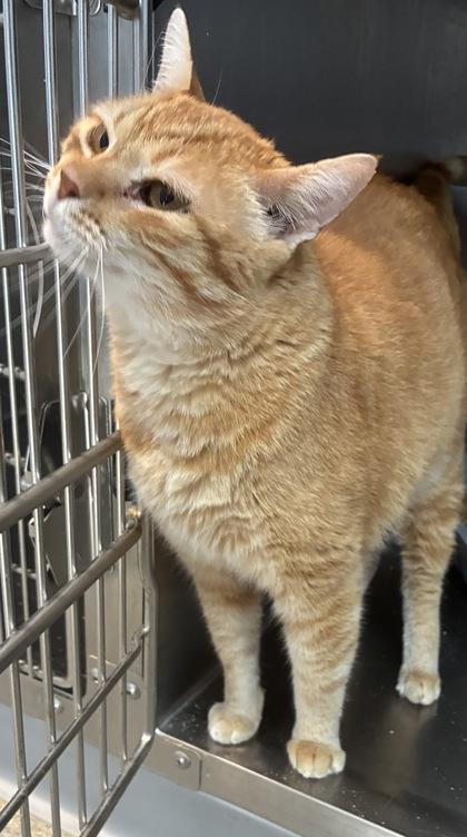 Rusty, Adoptable, Adult Male Domestic Short Hair & Domestic Short Hair.