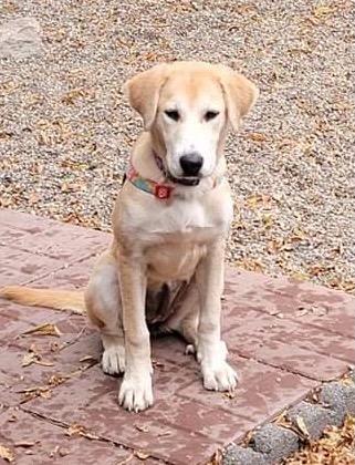 Enlarge Daisey, a Adopted mixed breed in Johnston, IA image 1/1