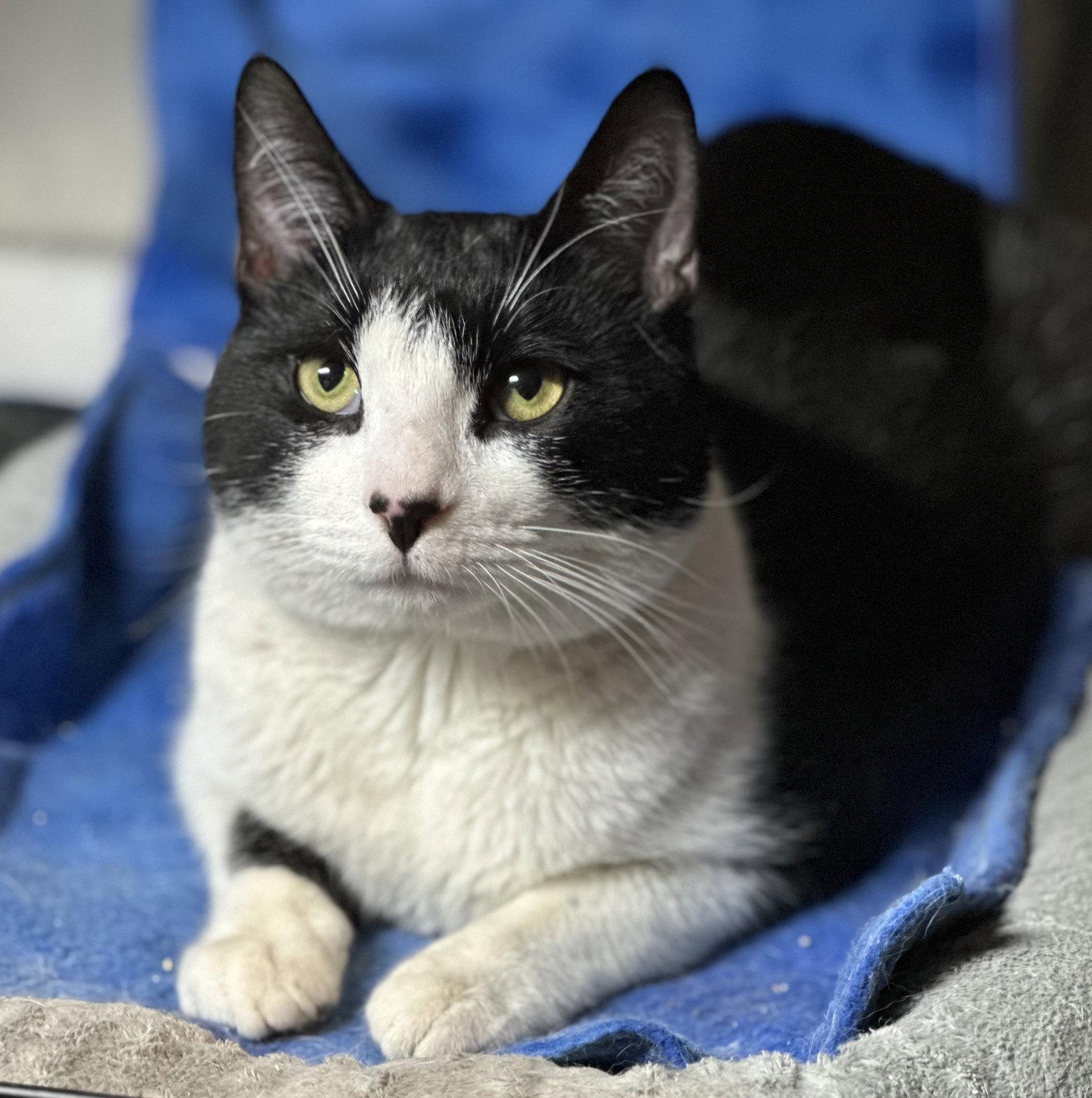Purrlock Holmes, Adoptable, Adult Male Domestic Short Hair.