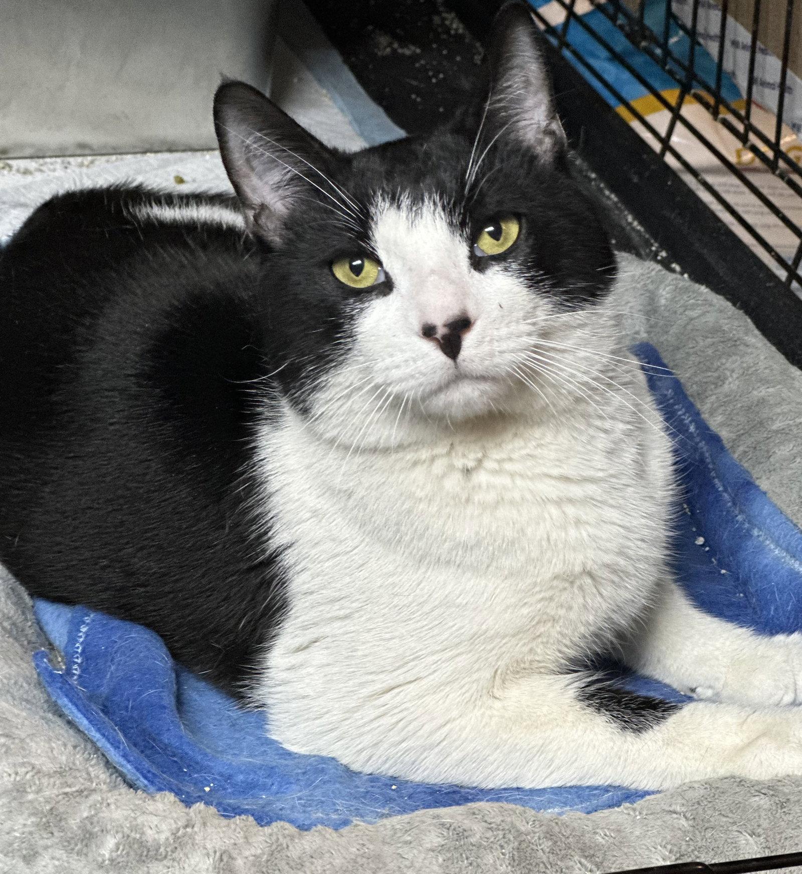 Purrlock Holmes, a Adoptable Domestic Short Hair in Newtown Square, PA image 2/3