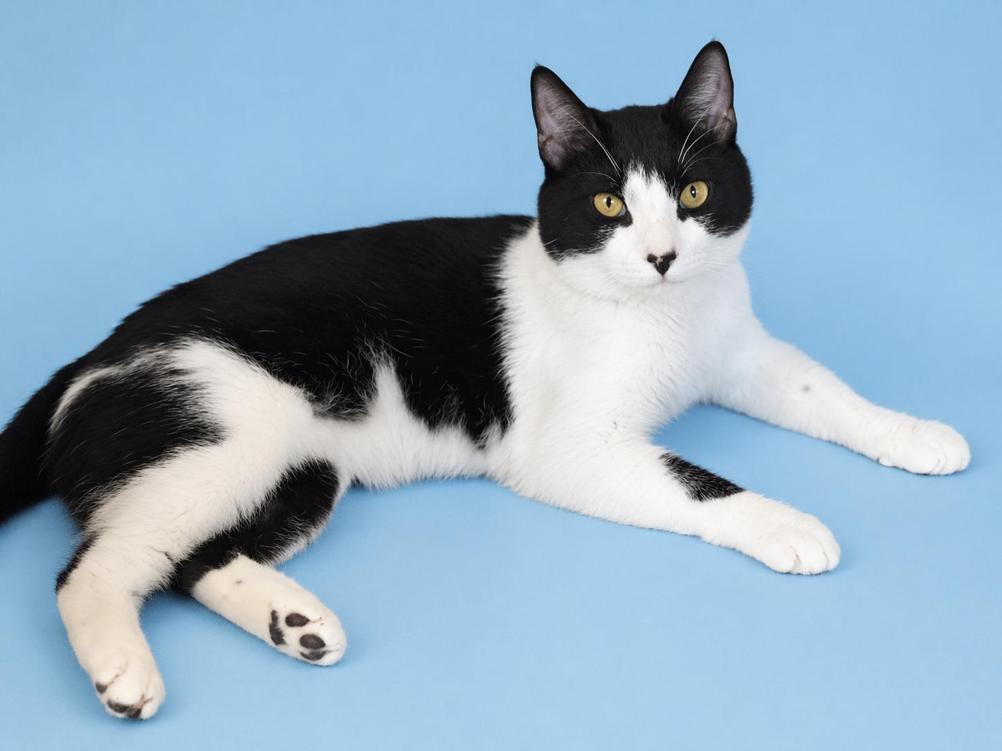 Purrlock Holmes, a Adoptable Domestic Short Hair in Newtown Square, PA image 3/3