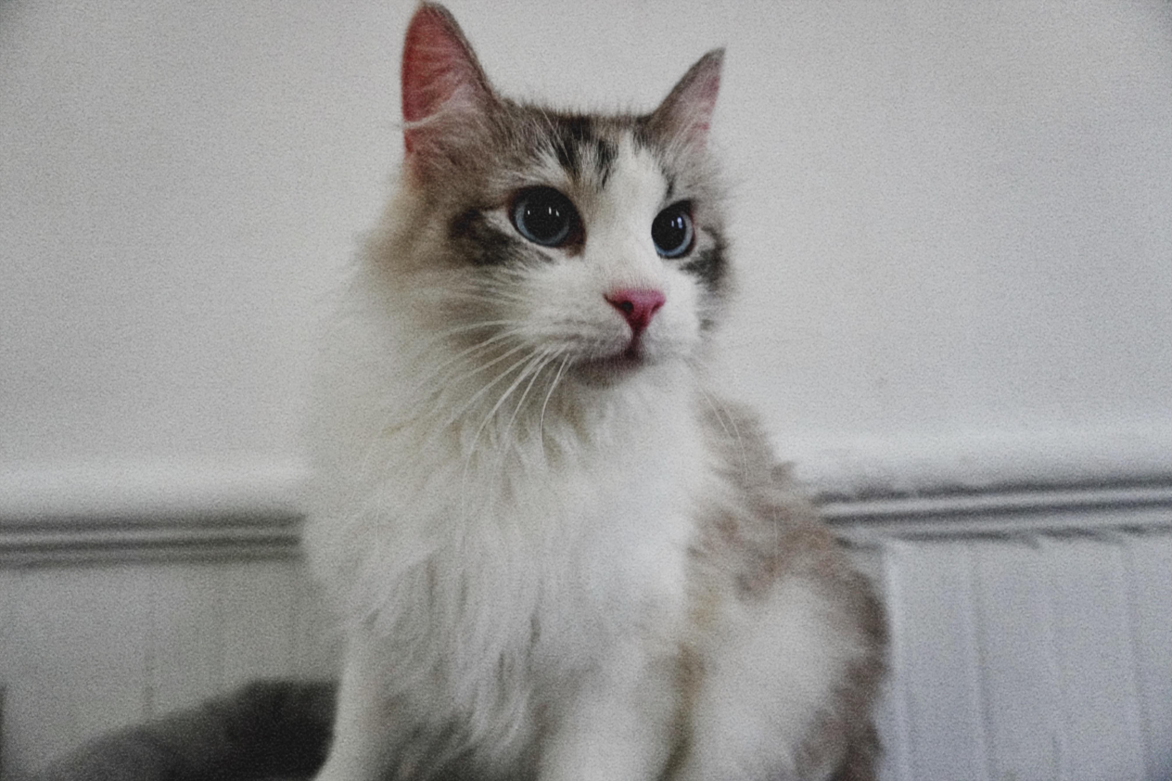 Kiki, Adopted, Adult Female Siamese & Domestic Short Hair.