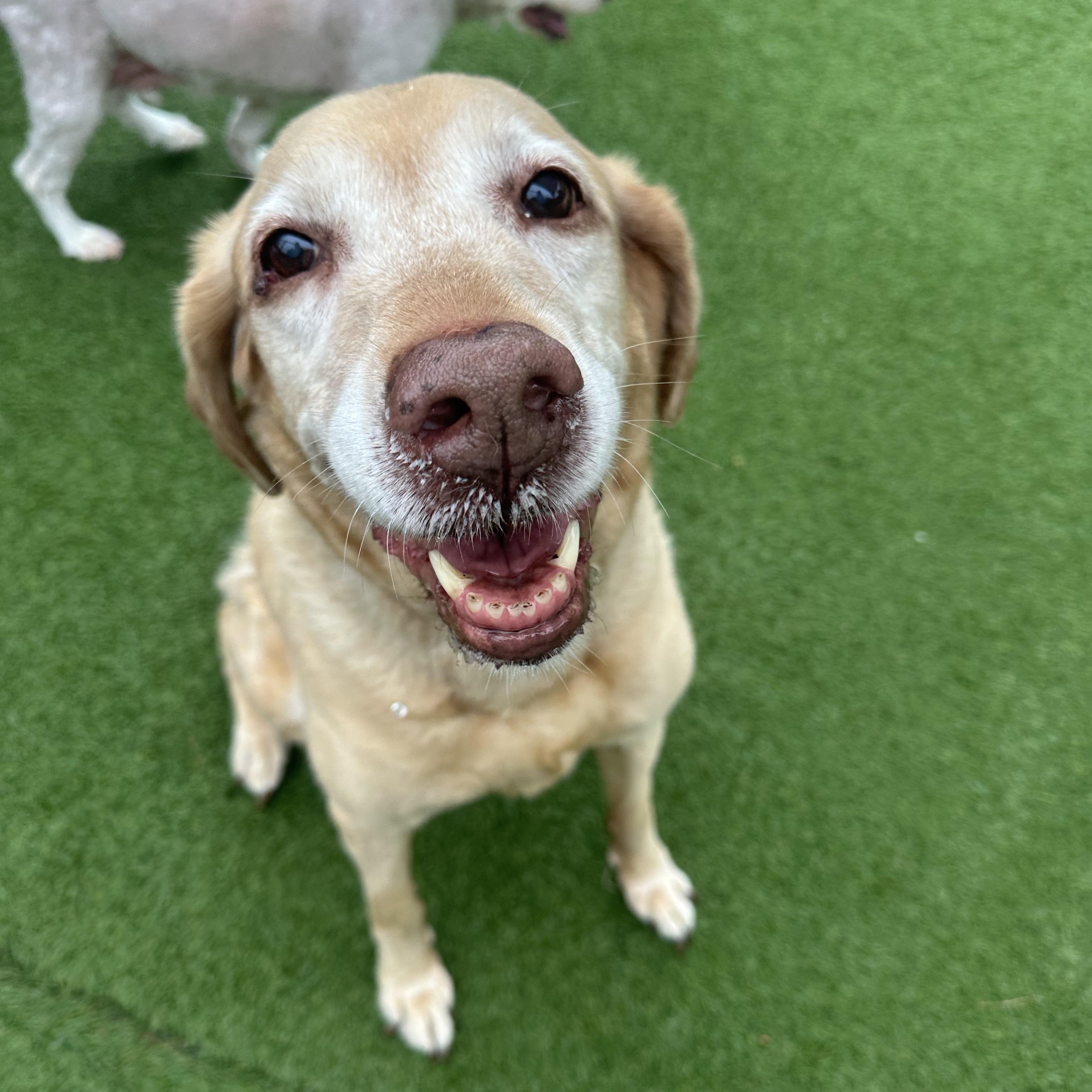 Luna, Senior Female Yellow Labrador Retriever