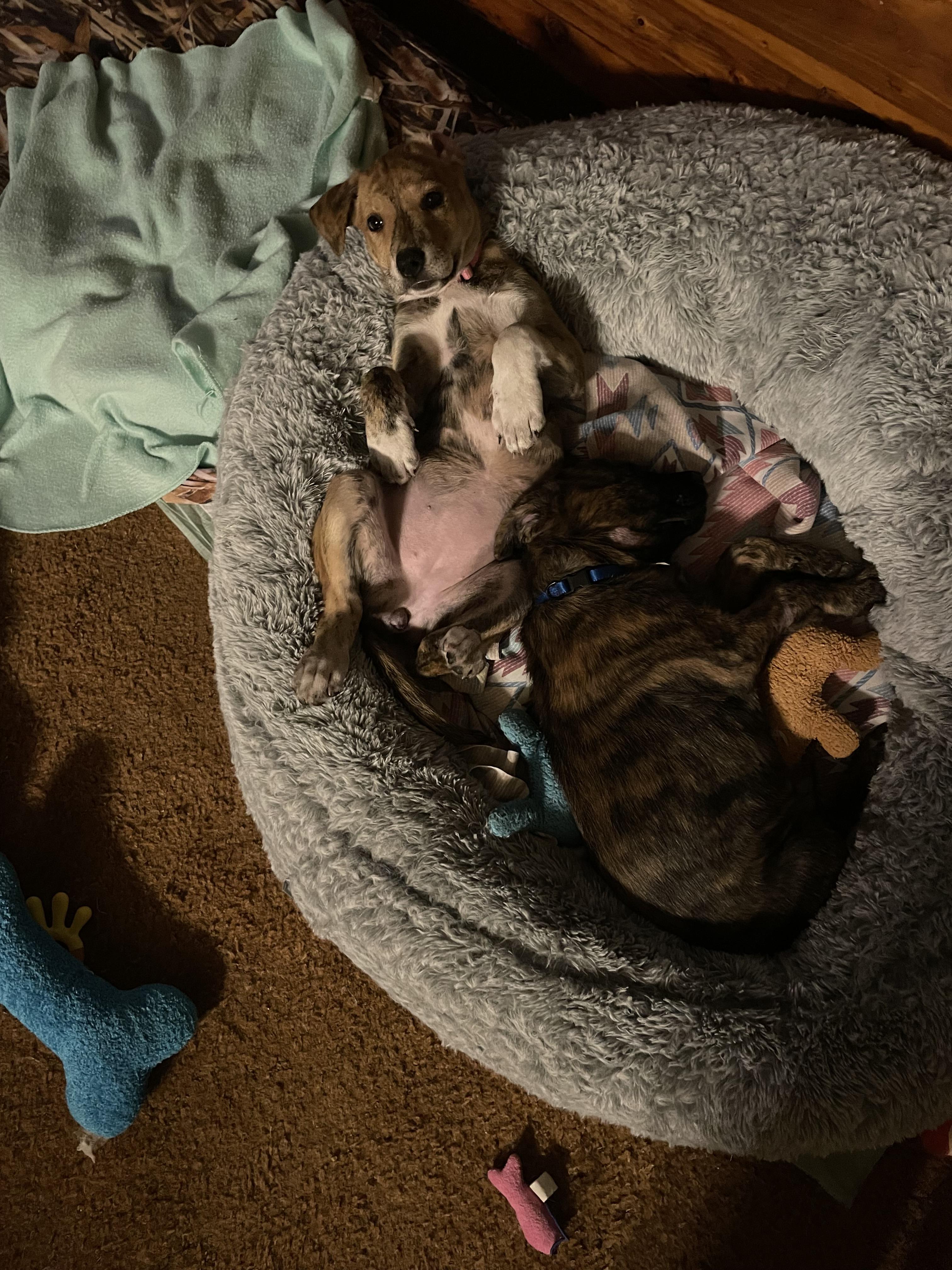 Bubba 0124, an adoptable Belgian Shepherd / Malinois in Sonora, CA, 95370 | Photo Image 2