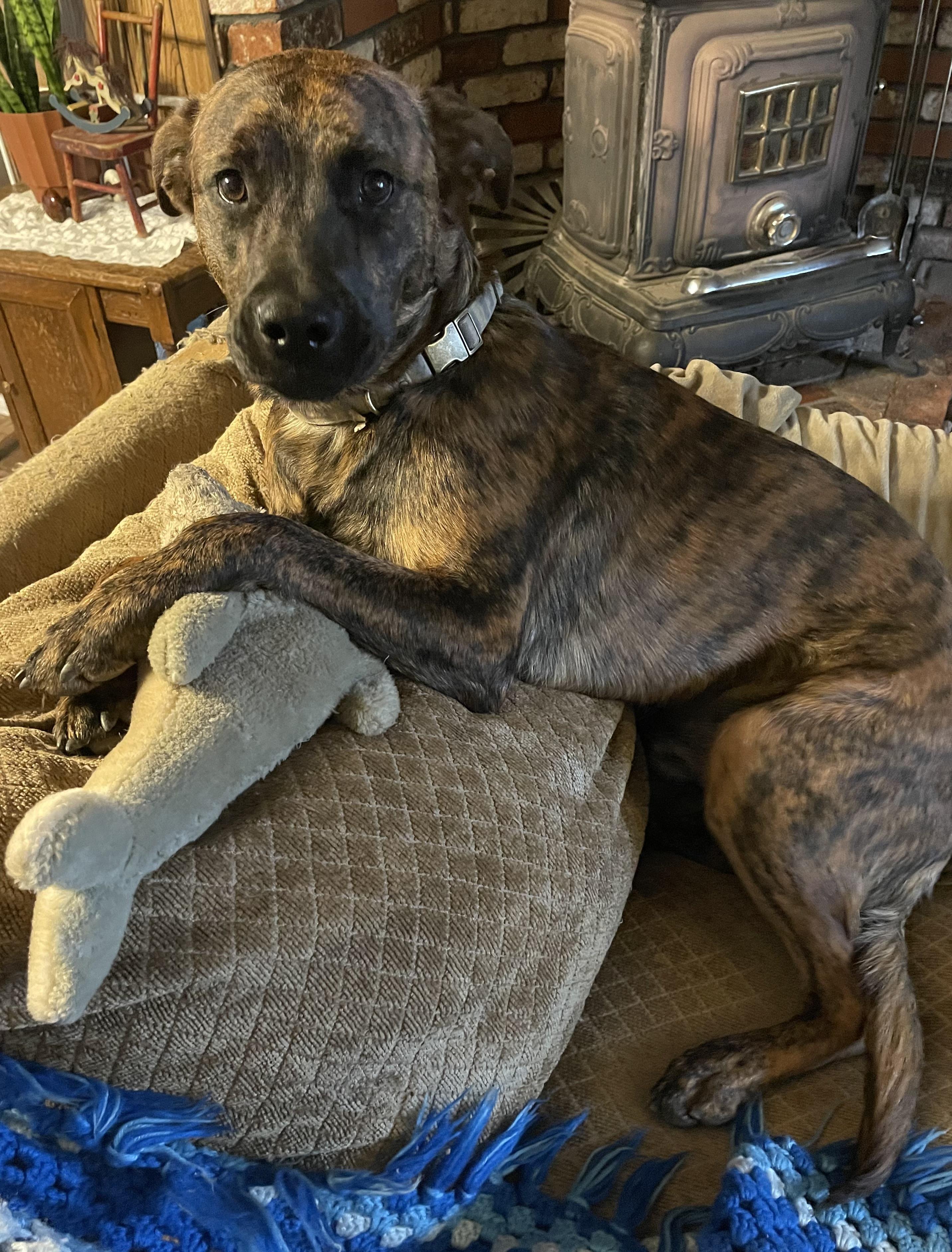 Bubba 0124, an adoptable Belgian Shepherd / Malinois in Sonora, CA, 95370 | Photo Image 3